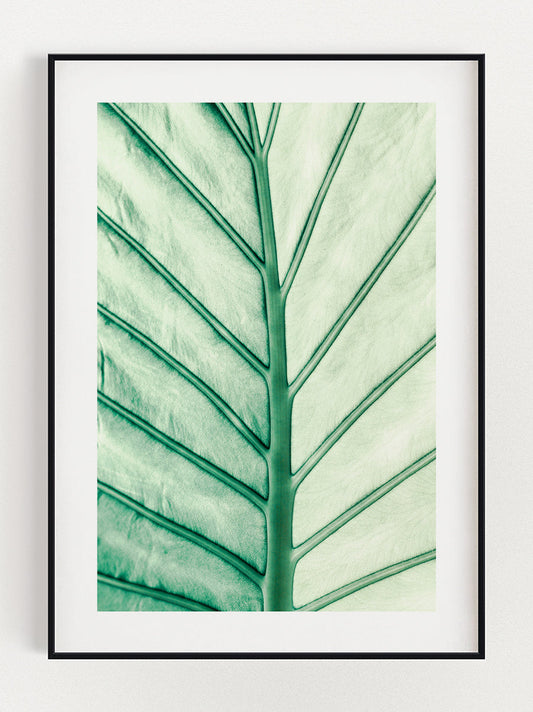 Leaf Of Light Poster