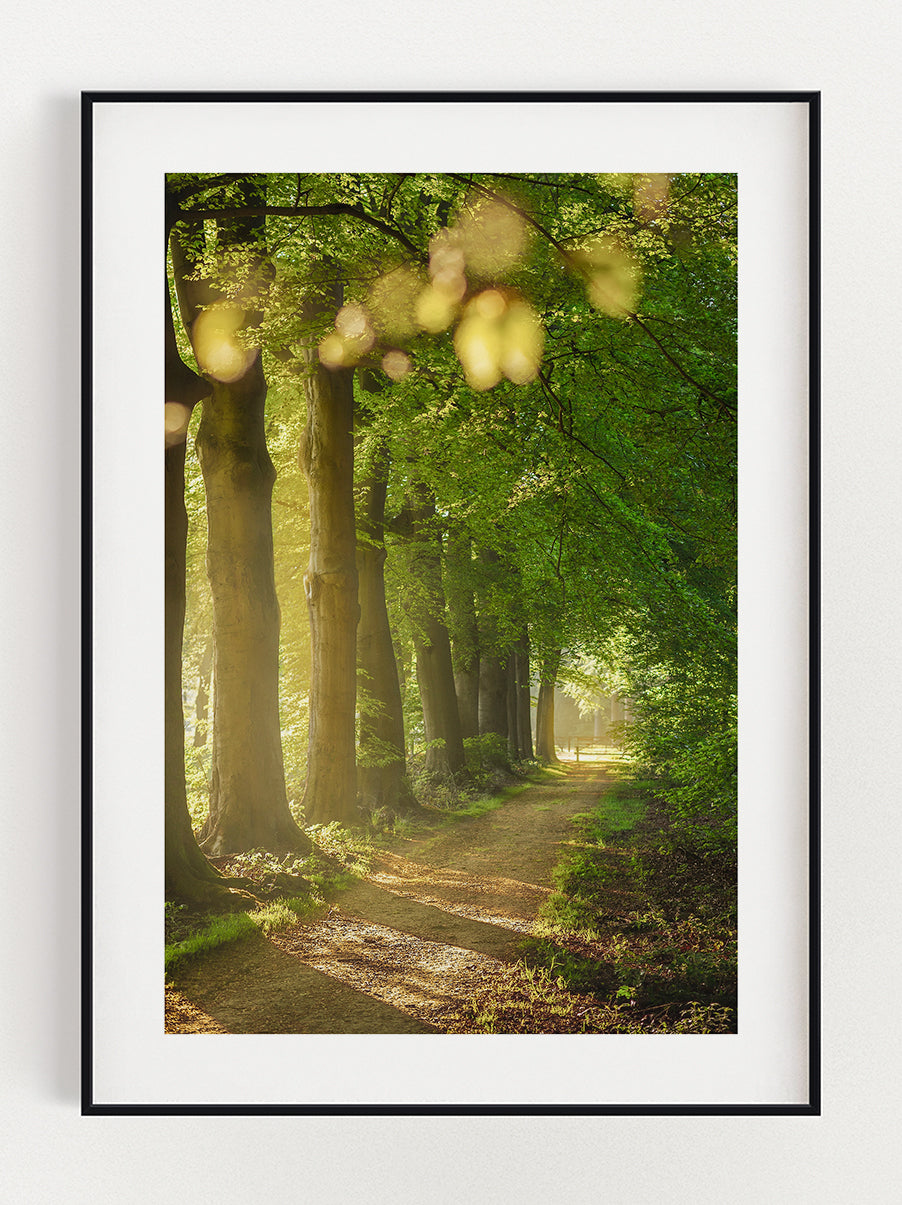 Walk in The Forest Poster