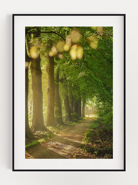 Walk in The Forest Poster