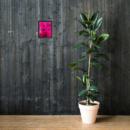 Sweet Rose Framed poster